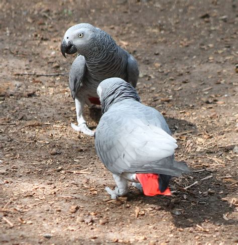 African grey parrots - ZooChat