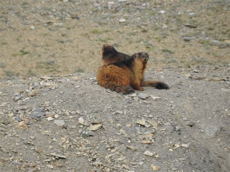 Animals of Ladakh - Tripoto