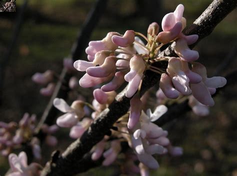 Dscn Cercis Canadensis Pauline Lily Redbud Karen Flickr