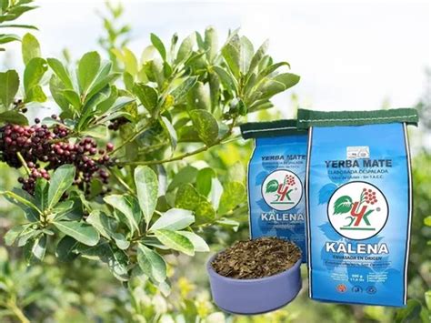 Pack 6 Unidades Yerba Kalena Despalada X 500 Grs