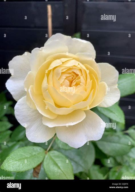 Vanessa Bell rose Stock Photo - Alamy