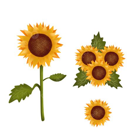 Hand Drawn Sunflower Hd Transparent Hand Drawn Sunflower Collection