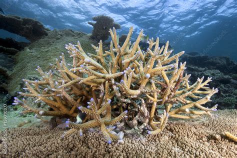 Staghorn coral reef Stock Photo | Adobe Stock