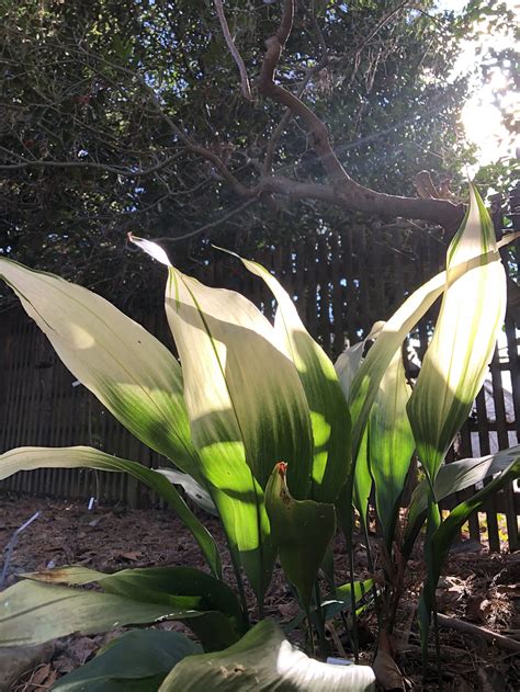 Growing Cast Iron Plant Brie Grows