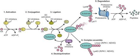 E2 Ubiquitinubl Conjugating Enzymes Immunology Reagents Creative