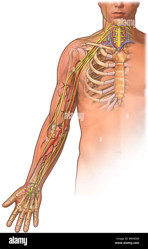 Ossa Arto Superiore Anatomia Immagini E Fotografie Stock Ad Alta