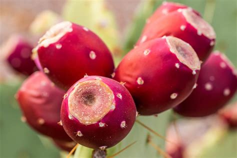 Fichi D India Propriet E Benefici Frutti E Nopal