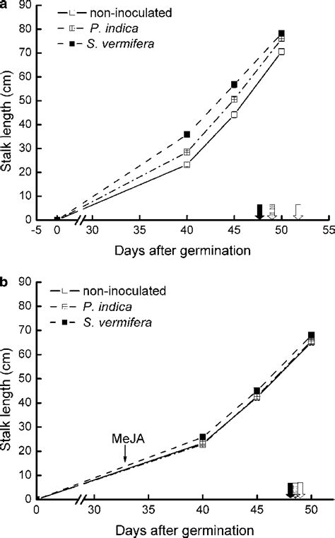 A And B The Effect Of Piriformospora Indica And Sebacina Vermifera On