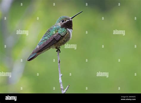 Broad Tailed Hummingbird Usa Stock Photo Alamy