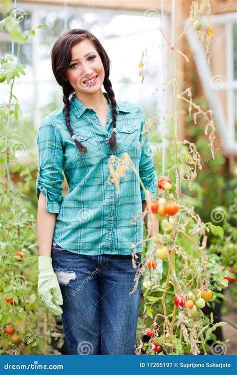 gardening woman stock image image  garden tomatoes