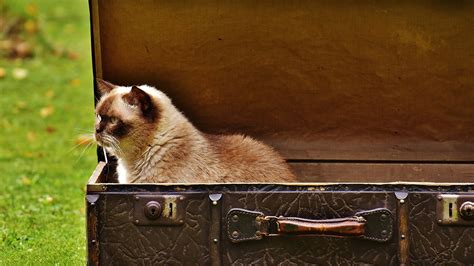 The Best Cat Carriers to Buy in 2024 | Reviews & Guide