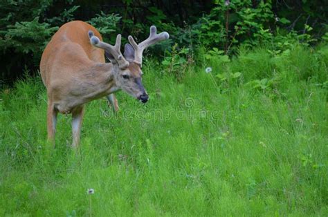 White-tailed Deer Buck with Velvet Antlers Stock Image - Image of ...