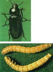 Yellow and Dark Mealworm | Radcliffe's IPM World Textbook