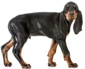 Black and Tan Coonhound - Dog Breed Guide