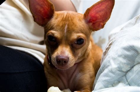 Deer Head Chihuahua Pictures Facts Temperament And Traits Hepper