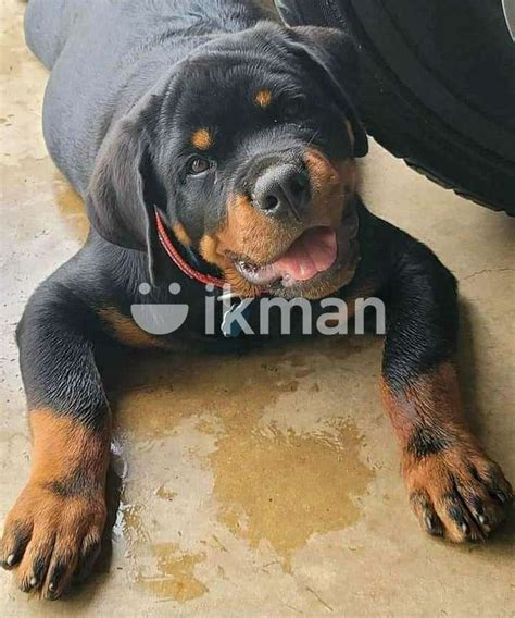 Rottweiler Puppy For Sale In Negombo Ikman