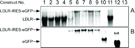 Comparative Analysis Of Mrna Transcripts Produced From Hek Cells