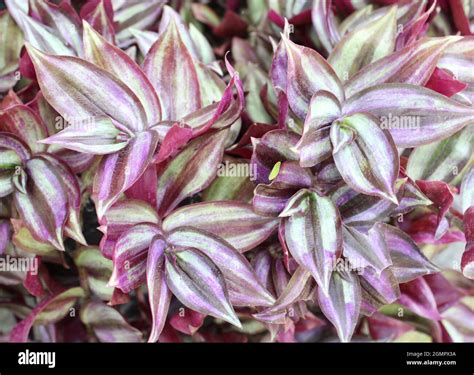 Plants Formerly Known As Zebrina Pendula Wandering Jew Inch