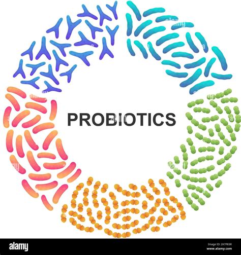 Probiotics Good Microorganisms Bifidobacterium Lactobacillus