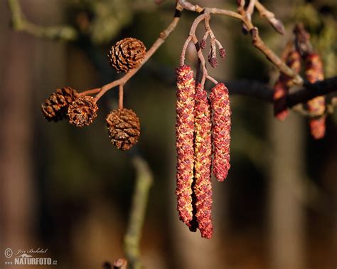 Common Alder Photos, Common Alder Images, Nature Wildlife Pictures ...