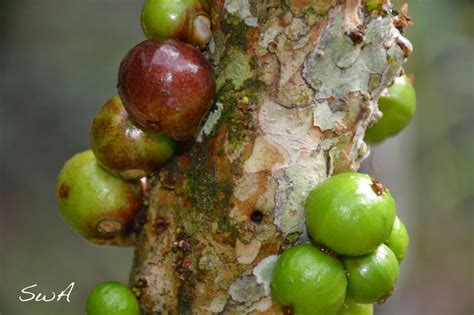 Tropical Biodiversity - Santarém - Pará - Brasil: Jabuticaba fruit