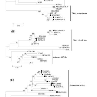 Phylogenetic Relationships Of The Three Isolates And Other Strains