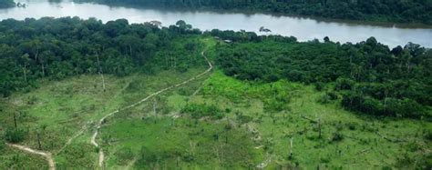 Em seis meses 100 milhões de árvores foram derrubadas no Xingu