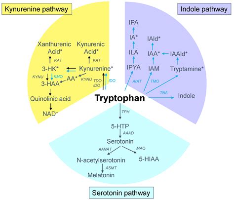 Serotonin Metabolism