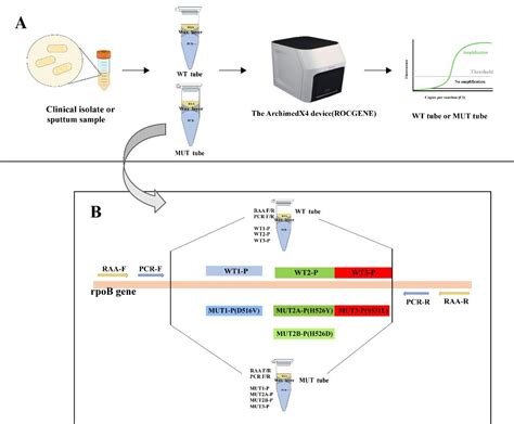 Rapid Detection Of Rifampicin Resistance Loci In Tuberculosis By