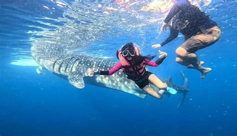 Things to Do in Oslob: Exploring the Best Attractions and Activities