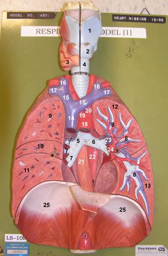 Lower Respiratory Tract Flashcards Quizlet