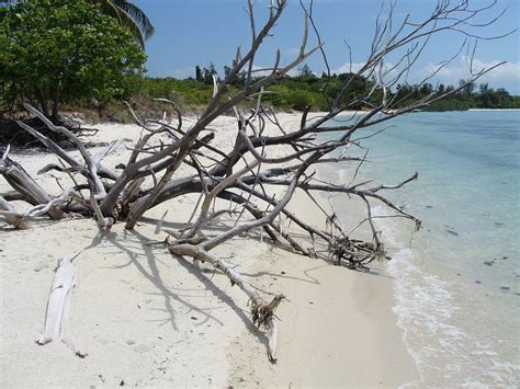 Beach Driftwood Coast - Free photo on Pixabay