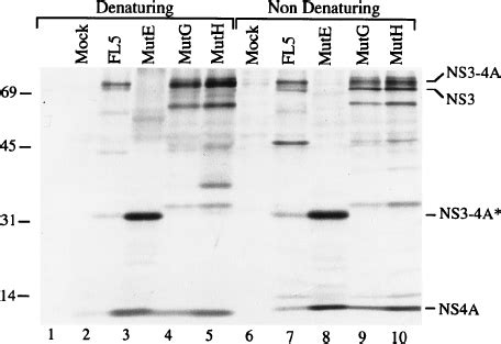 Complex formation between the NS3 and NS4A proteins encoded by ... 