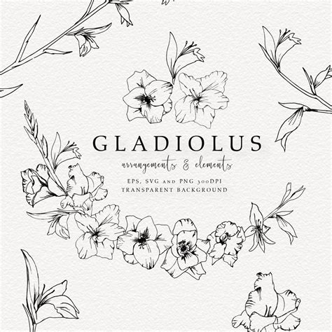 Gladiolus Hand Drawn Line Art, Gladiolus Floral Clip Art, SVG Gladiolus ...