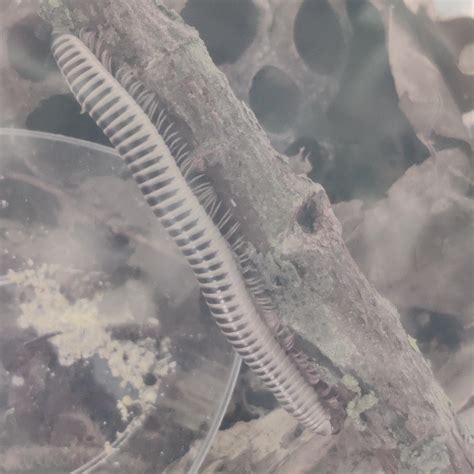 Gave them a new stick : r/millipedes