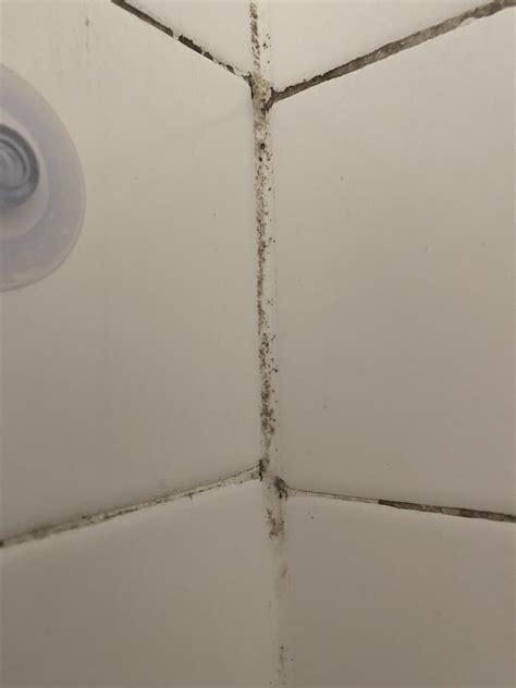 how to remove black mold from shower 3