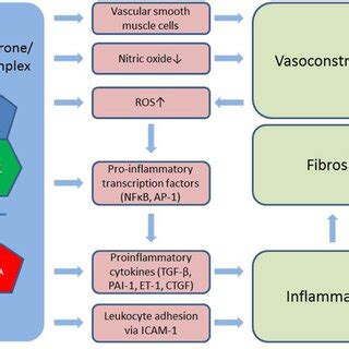 Aldosterone Induces Vasoconstriction Via MR In Vascular Smooth Muscle