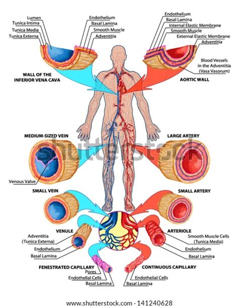 204 Capillary Walls In The Human Body Images, Stock Photos & Vectors | Shutterstock