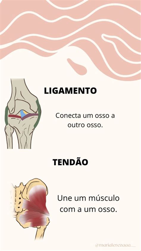 Ligamento E Tend O Anatomia I