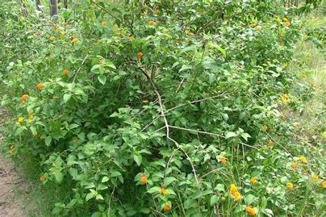 Best Way To Kill And Get Rid Of Lantana 🤷 Rgardeningaustralia