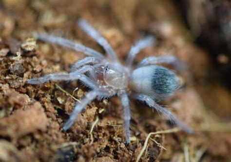 Brachypelma Auratum Spiders From Mars