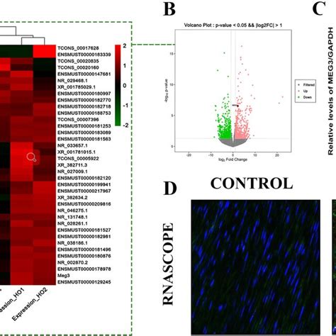 Expression Levels Of LncRNA MEG3 Showed Elevation In A Murine Model Of