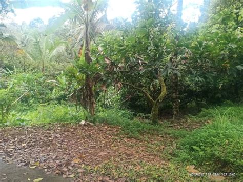 Dijual Tanah Kebun Durian Murah Di Desa Angkah Kec Selemadeg Barat Kab