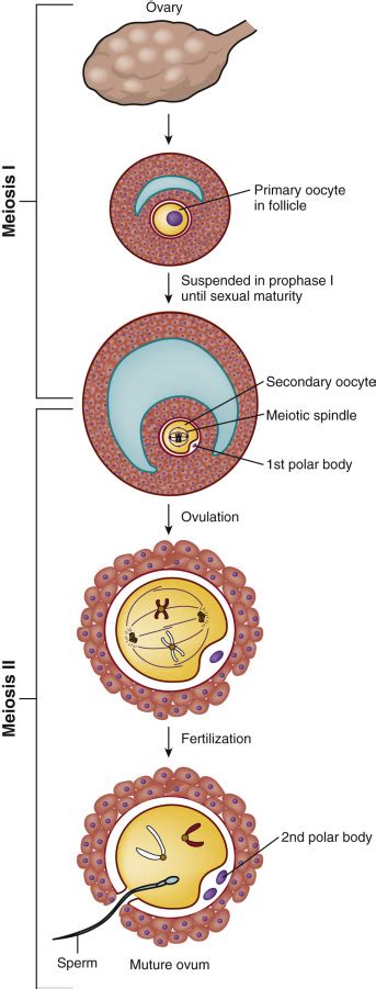 Assisted Reproduction Oncohema Key