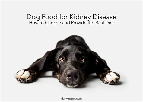The Role of a Renal Diet For Dogs - Pet Food Guide