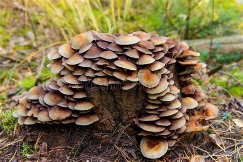 Armillaria Mellea Powszechnie Znana Jako Grzyb Miodowy W Jesiennym