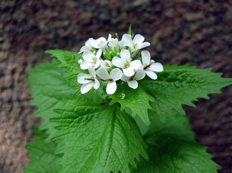 Чесночница черешковая (Alliaria petiolata (Bieb.) Cavara et Grande ...
