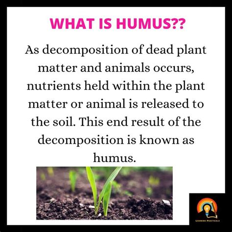 humus definition geography  rick lewis blog