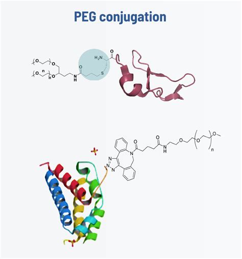 Peptide Conjugation Chemistry Irbm