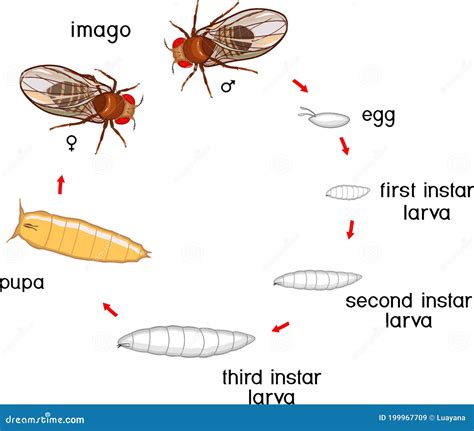 Life Cycle Of Fruit Fly Drosophila Melanogaster Sequence Of Stages Of